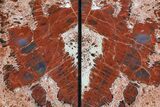Tall, Colorful, Arizona Petrified Wood Bookends #74017-2